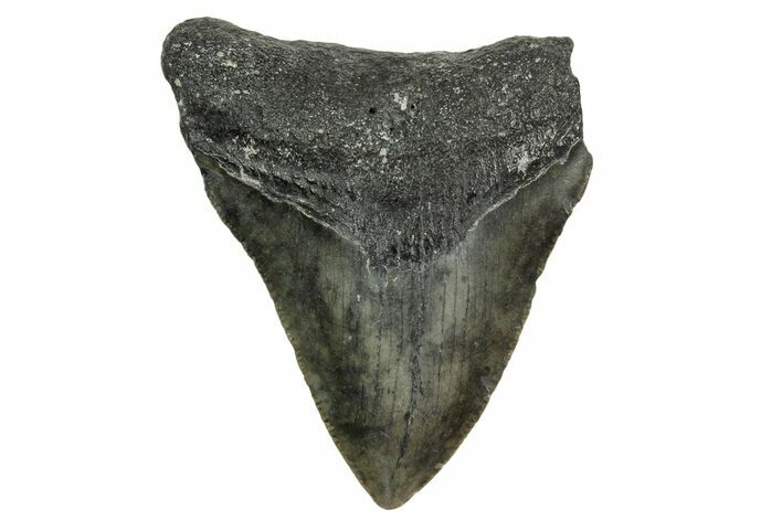 Bargain, Juvenile Megalodon Tooth - Serrated Blade #363693
